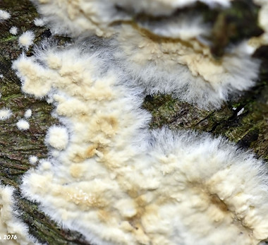 deppik Coniophora Puteana.jpg