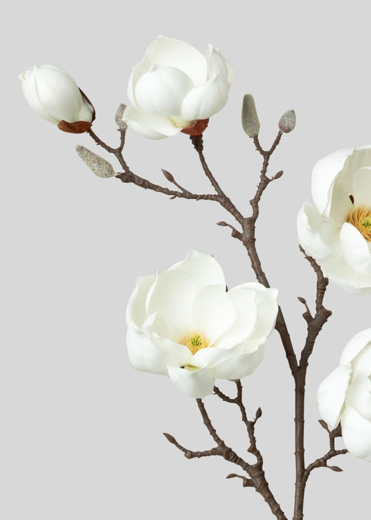 White Magnolias