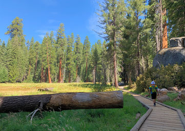 Sequoia National Park, CA