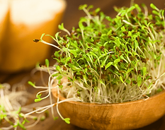 ALIMENTATION VIVANTE
