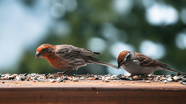 ble-germe-bienfaits
