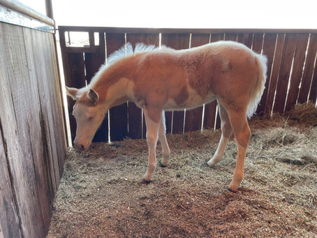 SOLD Horses March 2026