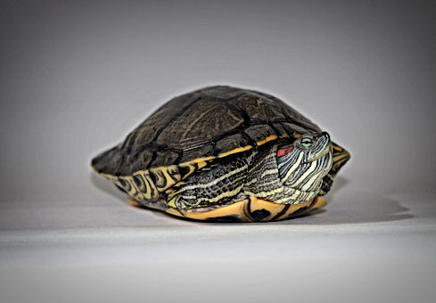 Red Eared Slider.jpg