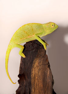 Senegal Chameleon.jpg