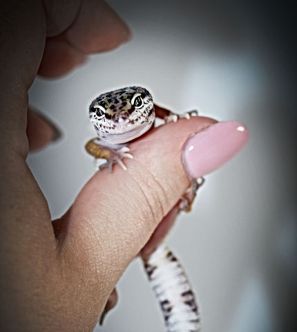 Leopard Gecko 2.jpg