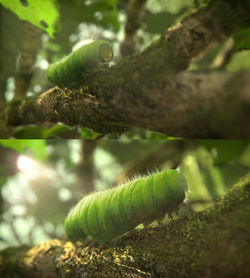 Caterpillar_NP
