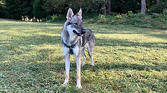 IMG_7741.jpeg