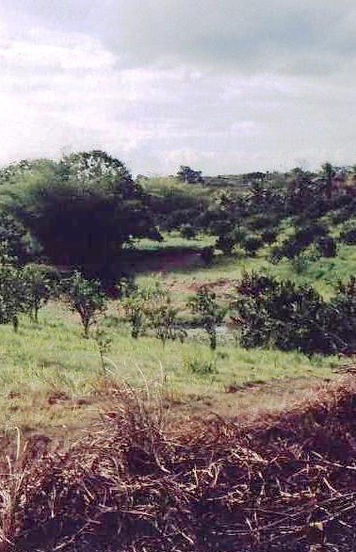 farm1998.jpg