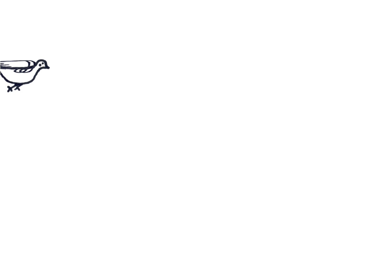 pigeon .gif