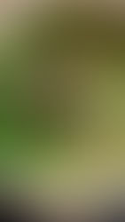 Minha Nova Sopa Verde