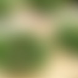 【EVENT・レポ】「クリスマスリース作り」ワークショップ