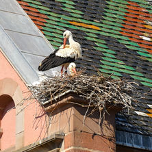 Cigognes dans son nid