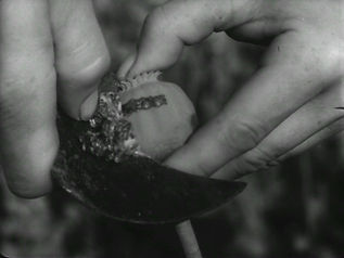 Harvesting opium in Kg-2.jpeg