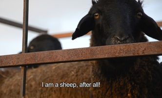 Our film, I am a Sheep, is the winner of the SDG Films - Goal 15: Life on Land category at the Arctic Film Festival (Nordover, May 3-4, 2026).