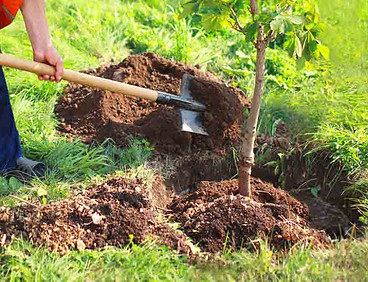 homeguide-landscaper-planting-a-small-tree-thumbnail.jpg