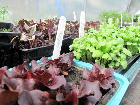 Urban Community Garden