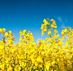 Rapeseed plant.jpg