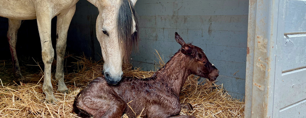 Newborn Foal being cleaned by mare