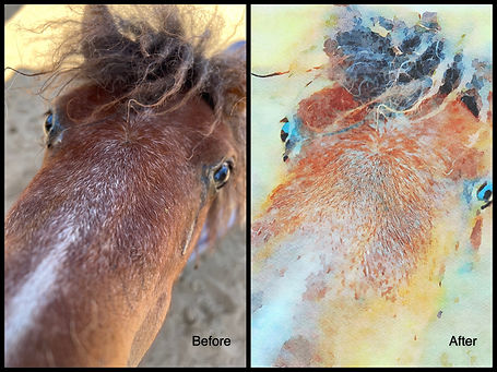 Equine portrait picture to watercolor before and after