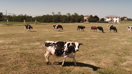 PARMIGIANO REGGIANO _ EP 3.png