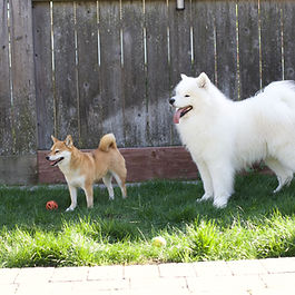 Pretty Shiba Inu with great character