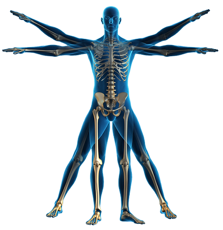 Body-PNG-Image-File.png