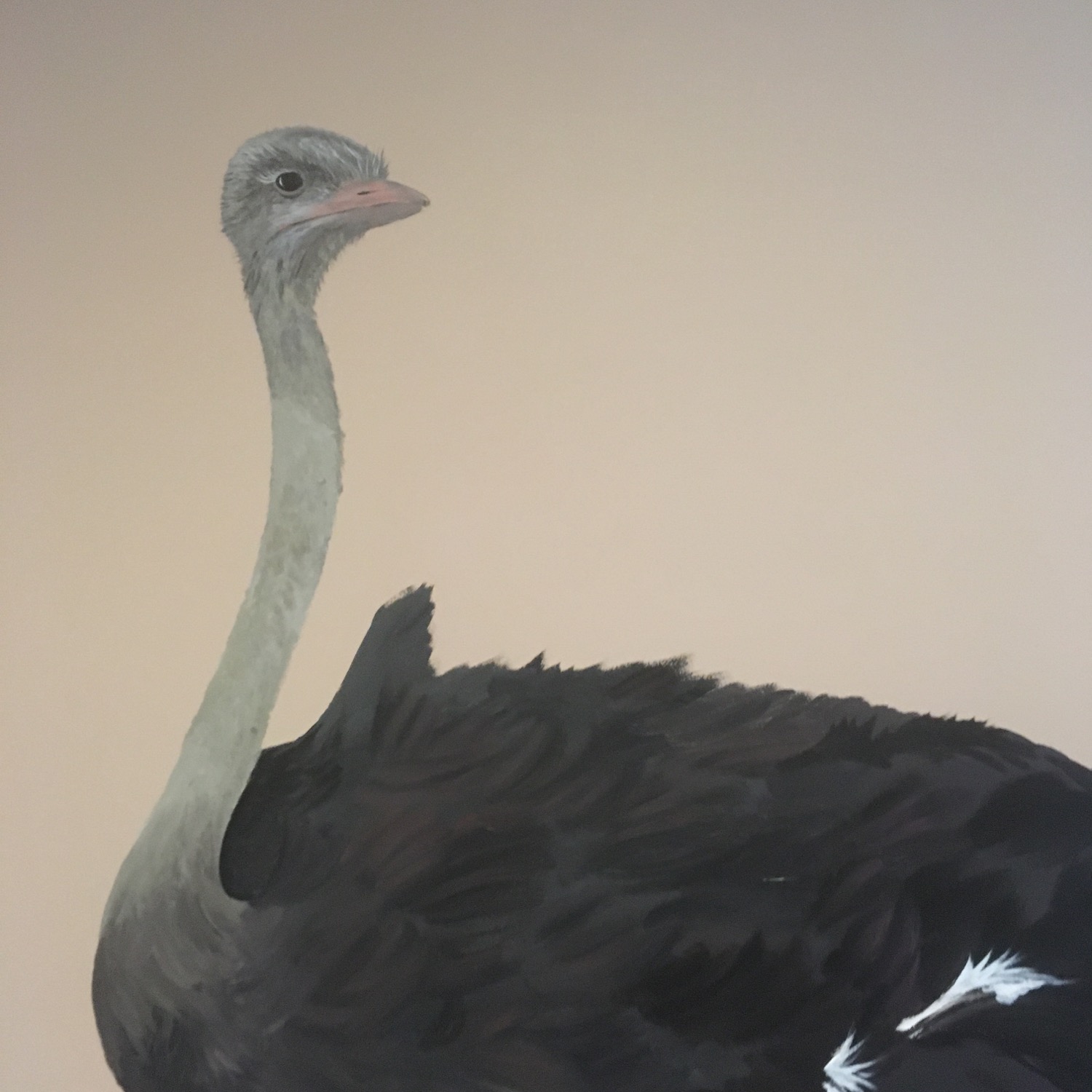 Struisvogel detail