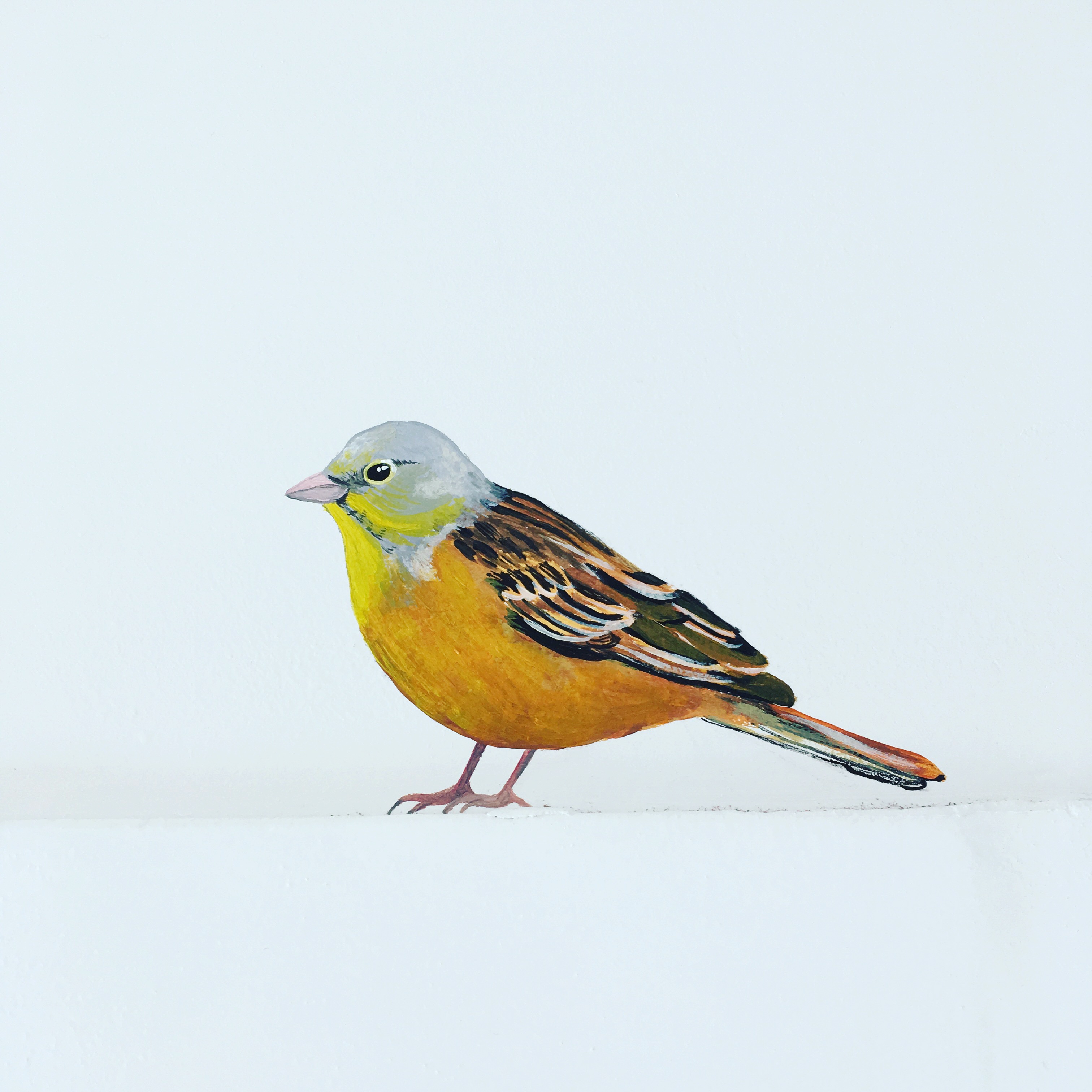 Ortolaan