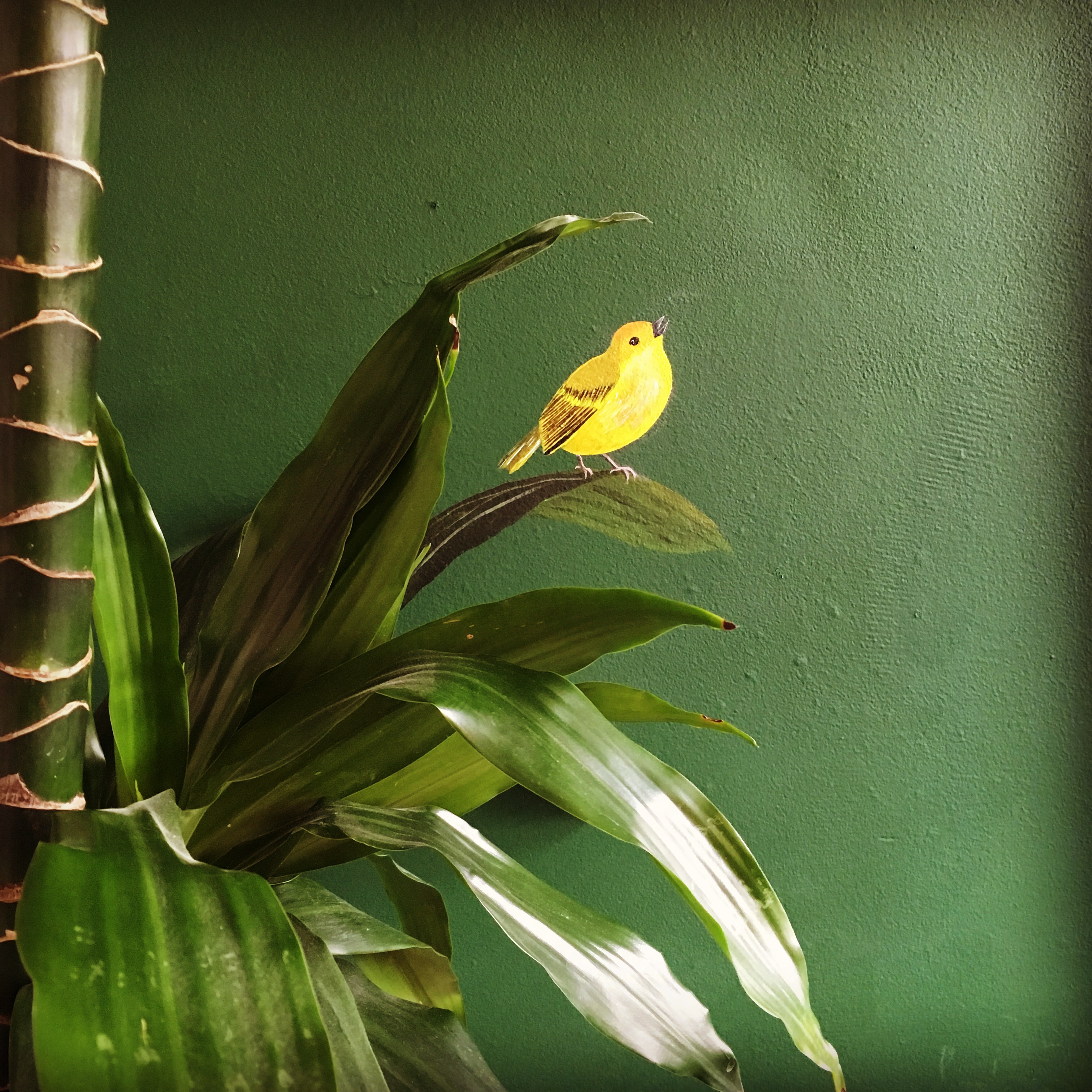 Gele zanger (yellow warbler)