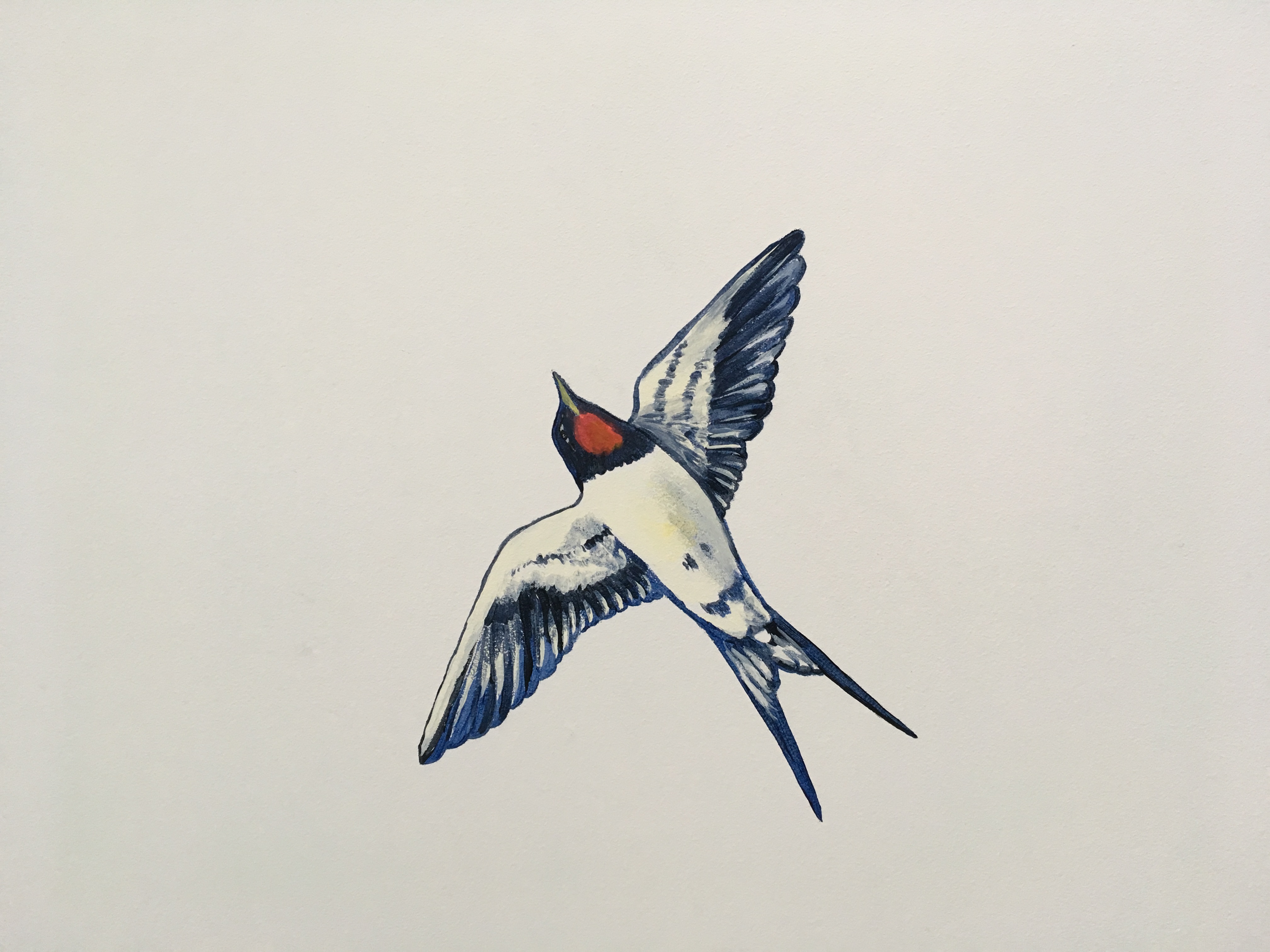 Boerenzwaluw in vlucht