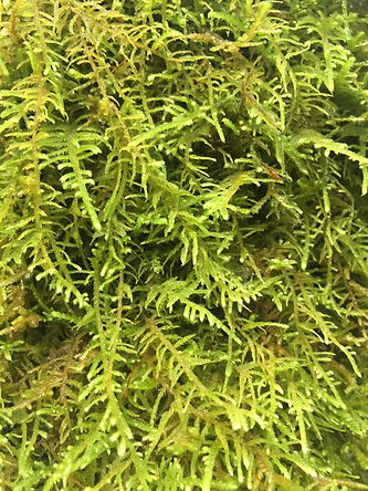 54397E5D-5D20-4500-B896-273A693D24A1_1_105_c.jpeg
