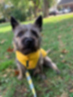 Dog on a walk