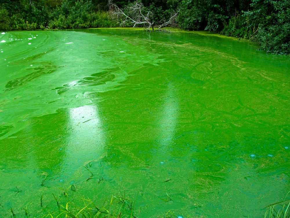blue green algae pool