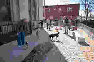 Dog Park South Philly