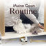 Maine Coon care routine featuring gentle daily grooming, calm handling, healthy coat maintenance, and low-stress coat care for long-haired Maine Coons