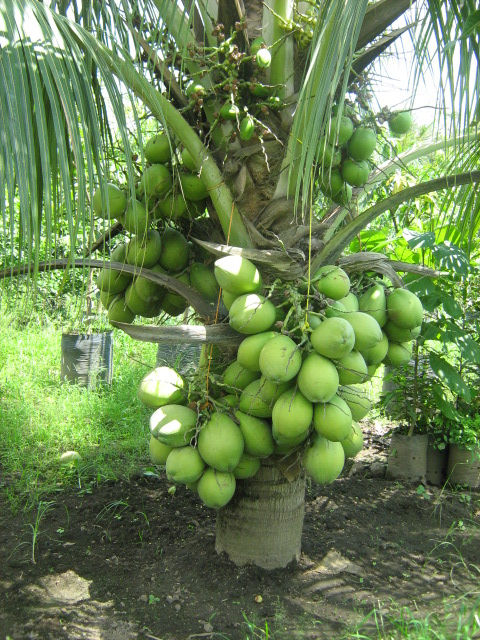 Coco enano verde de Brasil