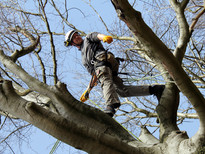 Baumpfleger*in (m/w/d),Facility Management, Hausmeisterservice,Gebäudereinigung,Winterdienst, Gärtner, Berlin