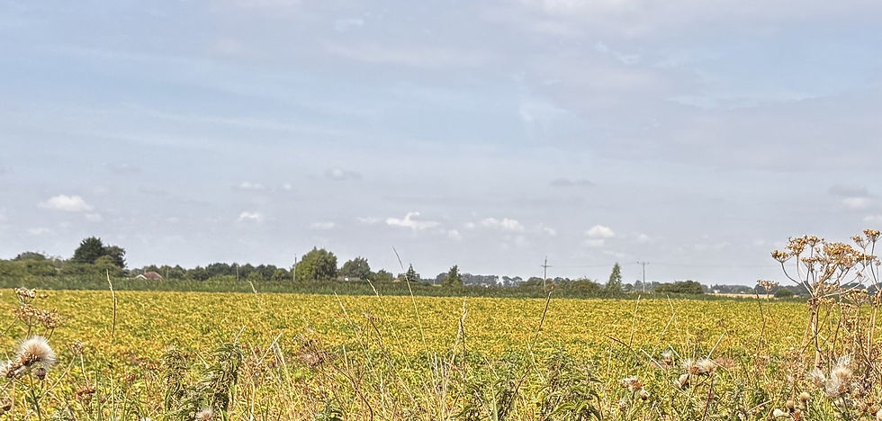 Contrasting colours of processing potatoes in adjacent, unirrigated fields in south Lincolnshire: one still looking very strong, the other, later planted crop decimated by a lack of water