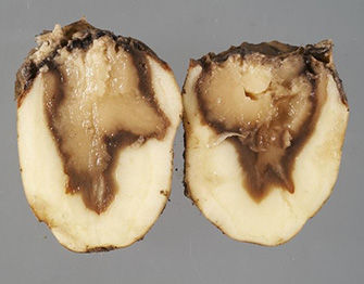 Bacterial soft rot of potato