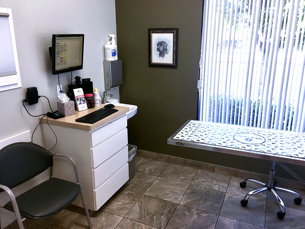 Dog or Cat Acupuncture in San Diego or East County like Santee La Mesa El Cajon