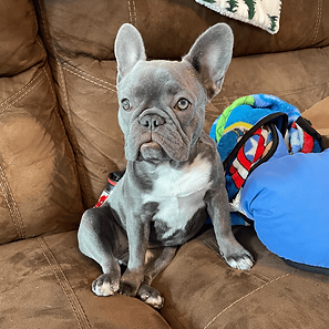 mascot-bella-the-frenchie