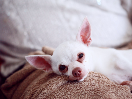 Cuyamaca Animal Hospital’s Recommendations for Dog or Cat Arthritis
