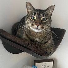cat-at-humane-society-naples