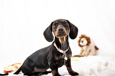 dachshund-photography-session.jpeg