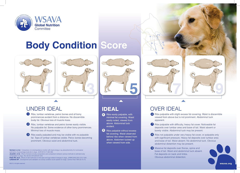 dog-body-condition-score-graphic