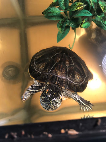 pet sitting initial consultation naples