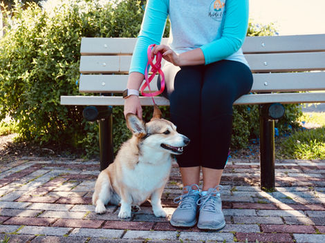 A corgi sitting with someone holding her pink leash