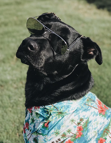 k9-vacations-mascot-pet-sitting-dog-walking