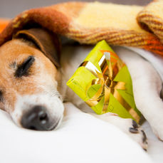 Pet Waggin’s Pet Holiday Gift Guide to Long Beach Businesses and Artists