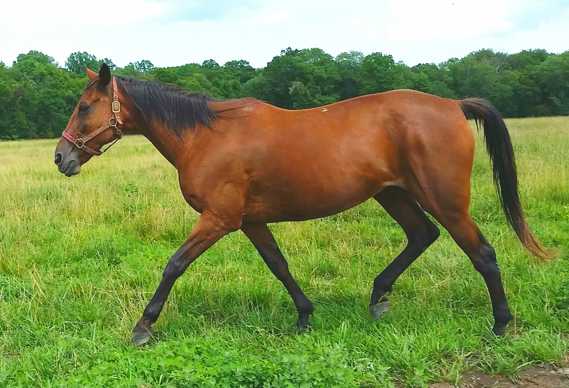 Mohawk Shy Star